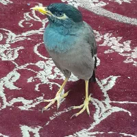 مرغ مینا ۹ماه نر|پرنده|اهواز, بیست متری شهرداری|دیوار