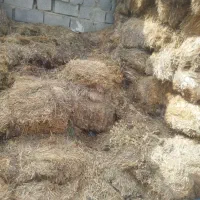 گاه گندوم برای قارچ و....|حیوانات مزرعه|کبودرآهنگ, |دیوار