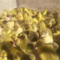 جوجه گاز محلی