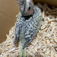 عروس هلندی سرلاکی و تازه دون خور آلبینو لوتینو...|پرنده|قم, نوبهار|دیوار