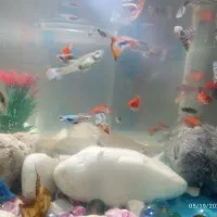 ماهی|ماهی|تبریز, |دیوار