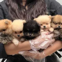 پامر دوسر خرسی بو فیس اصل