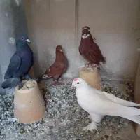 کبوتر  اوچان