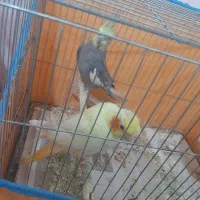 عروس هلندی بالغ اماده جفت گیری کرده|پرنده|رشت, حمیدیان|دیوار