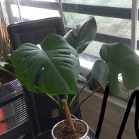 گل و گیاه|گل و گیاه طبیعی|کرج, اصفهانیها|دیوار