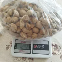 بادام منقا شهر کرد