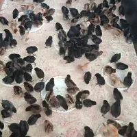 جوجه نژاددار حراجی