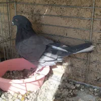 کبوتر|پرنده|شهرضا, |دیوار