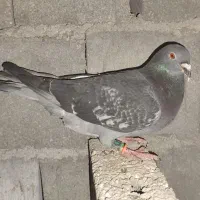 کفتر دانه ۲۵۰