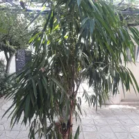دو عدد درخت خرما وآمستل خیلی زیبا|گل و گیاه طبیعی|تهران, هفت چنار|دیوار