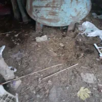 تانکرنفت گازویل