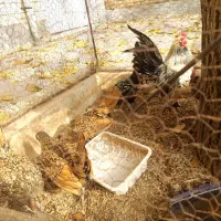 مرغ و خروس سبرایت مینیاتوری