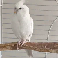 ۲ تا عروس هلندی جوجه داده