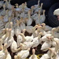 جوجه بوقلمون بیوتی و برنز