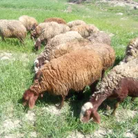 میش داشتی