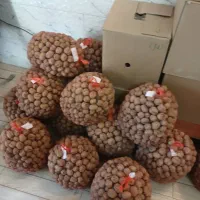 گردو باپوست و مغز