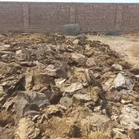 گاوکود گوسفند