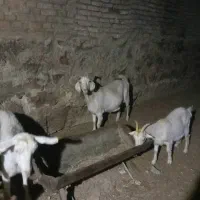 بزغاله ماده آبستن سانن