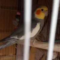 عروس هلندی نرو ماده