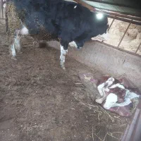 تلیسه عصر زاییده با ۳۵ کیلو شیر ۴۳۰ میلیون تمام