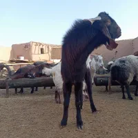 نربز  دورگ درشت