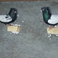 نرماده سینه سیاه درجه یک