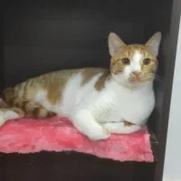 پانسیون تخصصی نگهداری گربه|لوازم جانبی حیوانات|بندرعباس, |دیوار