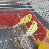 قناری جفت خورده و قناری ماده آماده|پرنده|کرج, اسلامآباد|دیوار