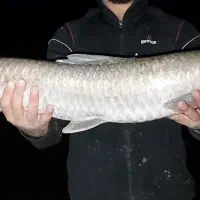 ماهی تازه سیمره