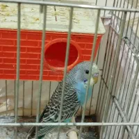 یه جفت مرغ عشق