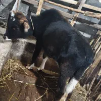 فروش ورزا|حیوانات مزرعه|لشت نشا, |دیوار