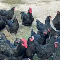 مرغ تخمی جوان محلی