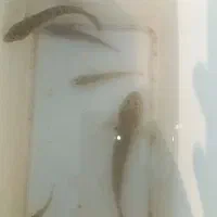 ماهی