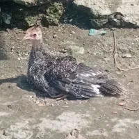 جوجه بوقلمون ازخطردررفته