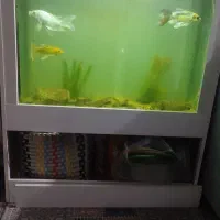 اکواریوم به همراه وسایل وماهی