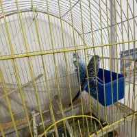 ۳عدد مرغ عشق فروشی|پرنده|ایرانشهر, |دیوار