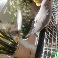 عروس هلندی ماده بسیار زیبا و سرحال آماده جفت|پرنده|صحنه, |دیوار