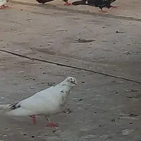 کبوتر
