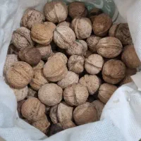 گردوی کلات امسالی، خشک وپرچرب