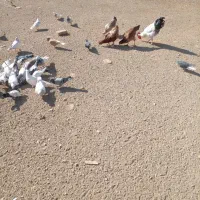 ۵۰ یا۶۰تا‌کفتر‌درجه‌یک‌پرشی‌وبازی‌دار|پرنده|شراء, |دیوار