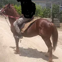 اسب نریان خوش هیکل خوش رنگ