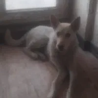 سگ پیدا شده