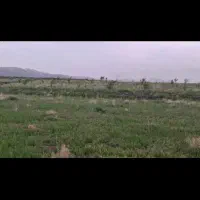 فروش5هکتار یونجه