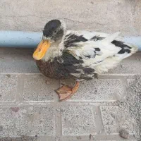 اردک بالغ ۱۰ ماهه