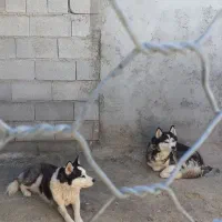 2عدد هاسکی نر سالم