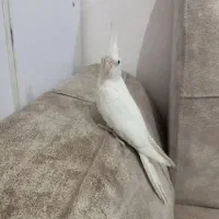 عروس هلندی نر البینو ۷۰۰