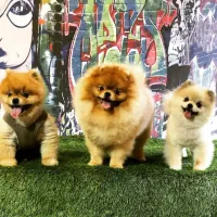 انواع نژاد سگ