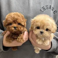 پودل|سگ|تهران, شهرک آزمایش|دیوار