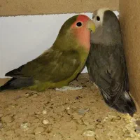 کوتوله|پرنده|اصفهان, سپاهان‌شهر|دیوار