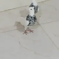 جفت طوق الماسی